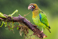 a Brown hooded parrot a