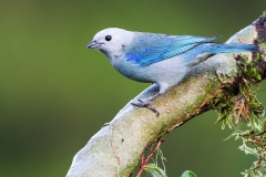 a Blue gray tanager