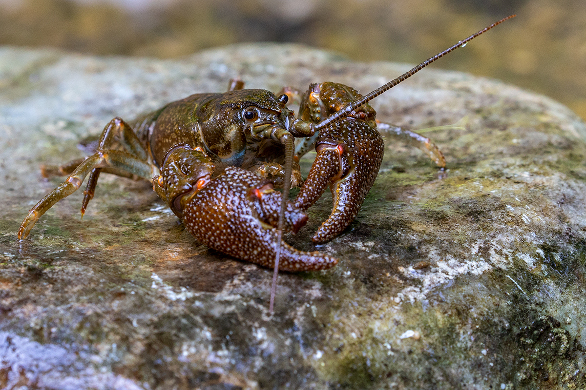 4a Crayfish-Flusskrebs_1DX7711