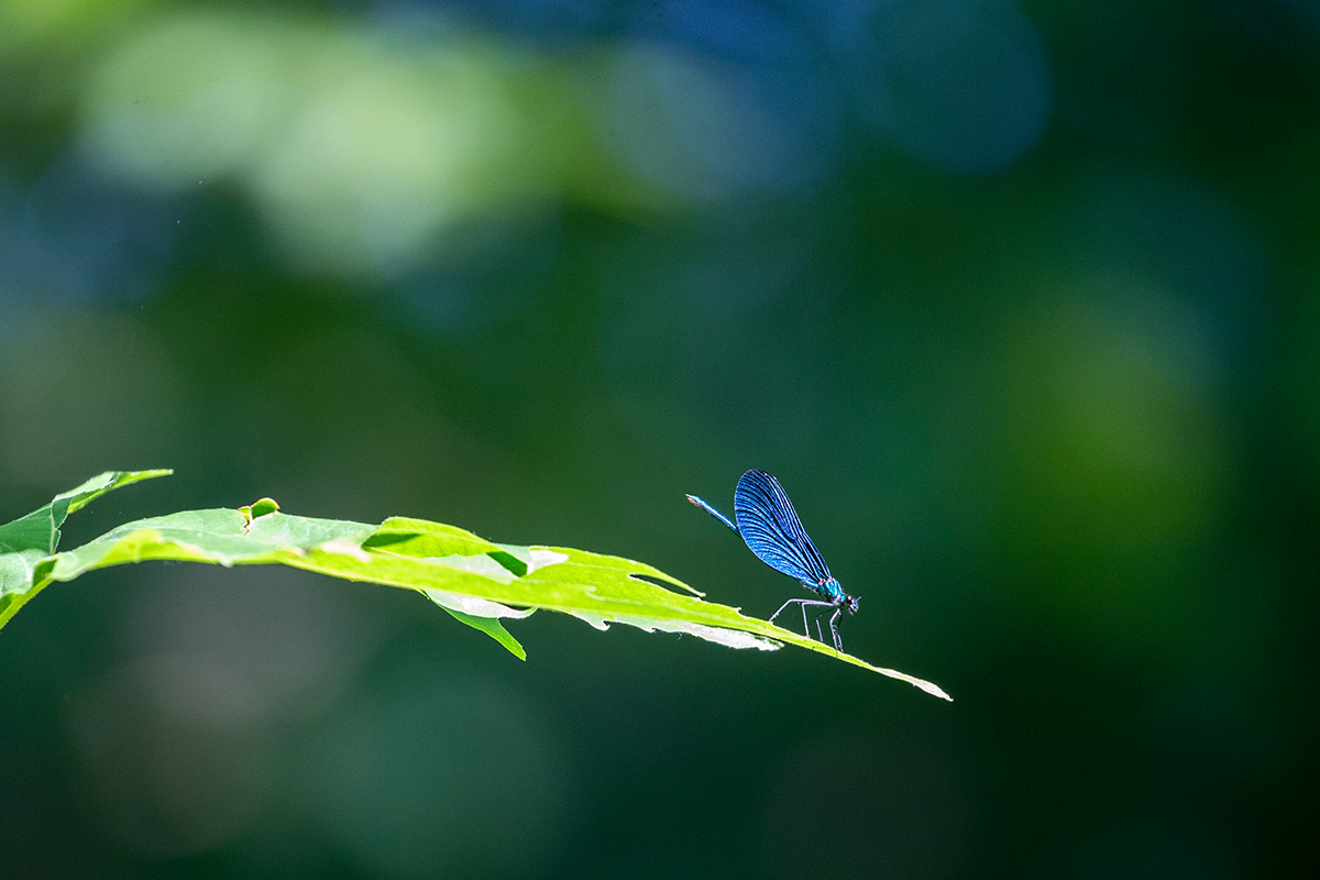 6h Dragonfly-blau_1DX7473