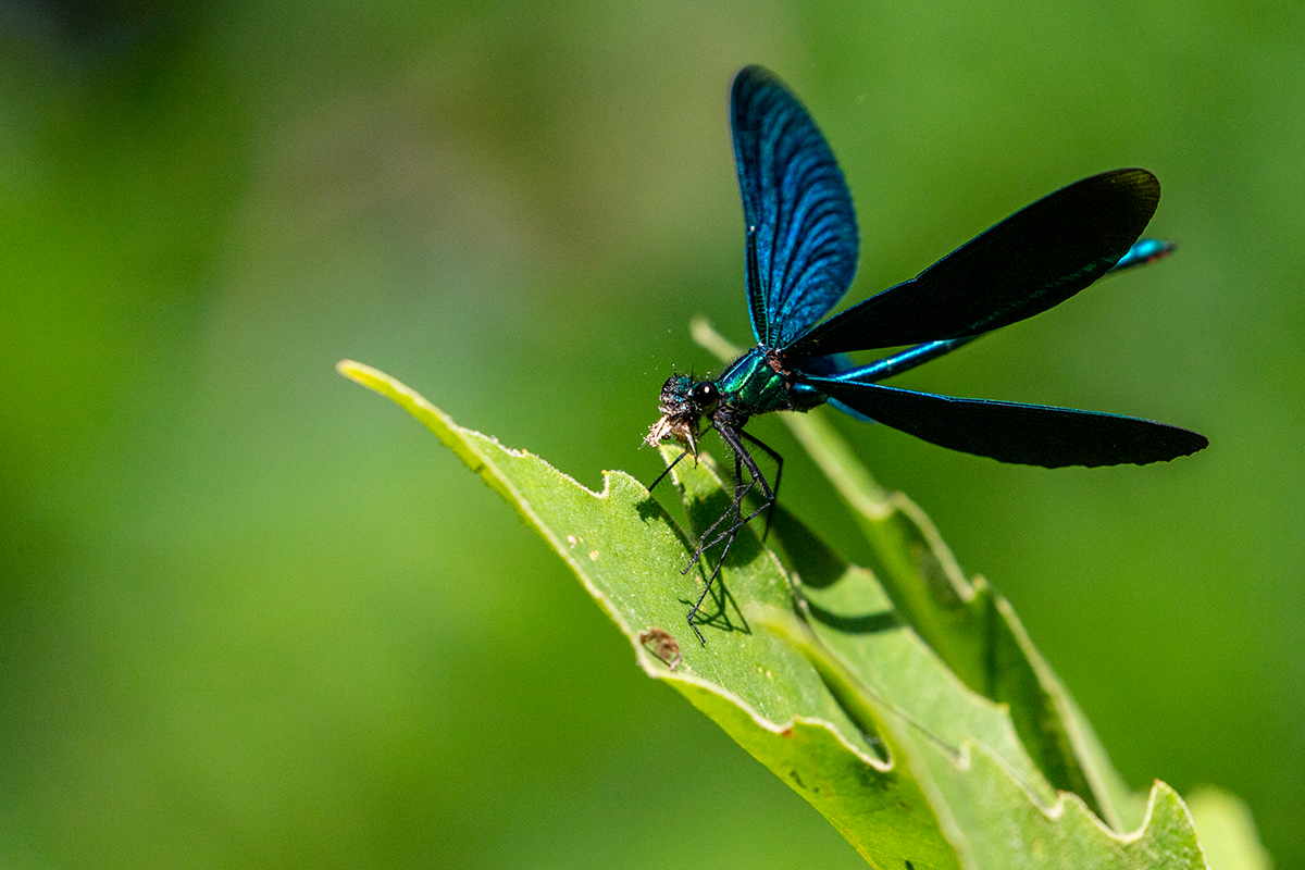 6b Dragonfly-blau_1DX7504