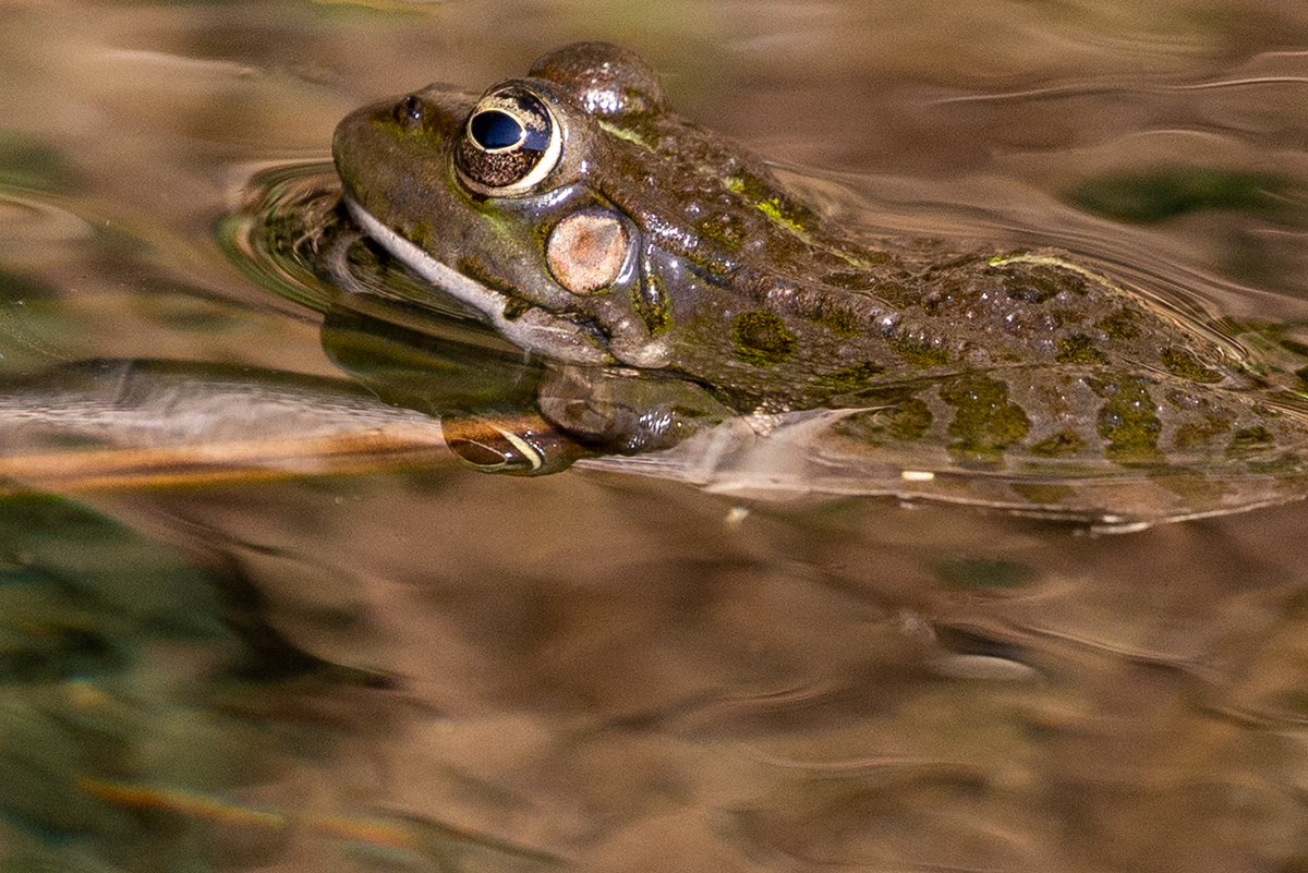 7a Frog_1DX7352