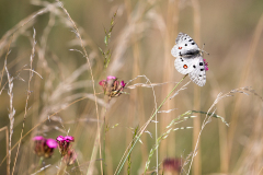 Butterflies of Bulgaria