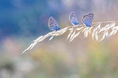 3k Butterflies_1DX8935