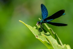 6b Dragonfly-blau_1DX7504