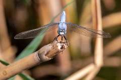 6d Dragonfly_1DX7344