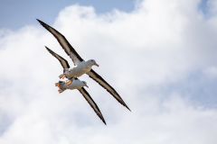 a7 Albatross-flying_87A8515
