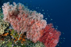 coralsa