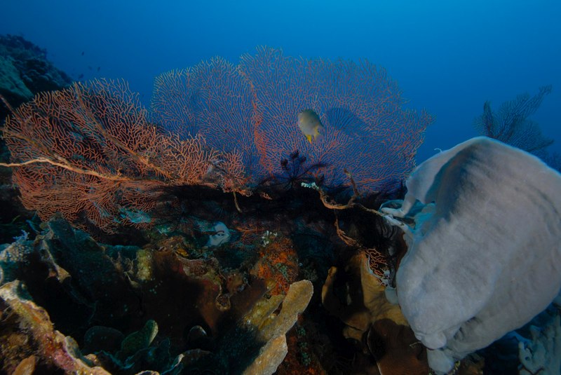 korallenriff
