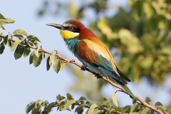 B4 Bee Eater_1DX2676