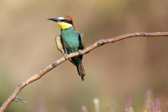 B1 Bee Eater_1DX2721