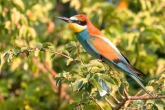 B9 Bee Eater_87a2569