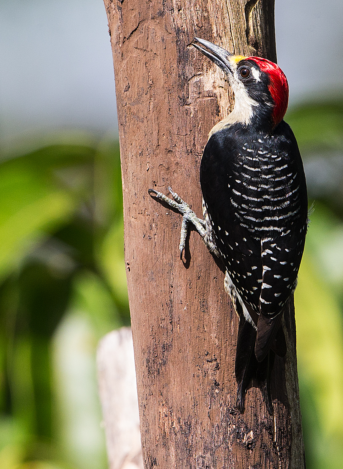 a Black cheeked woodpecker
