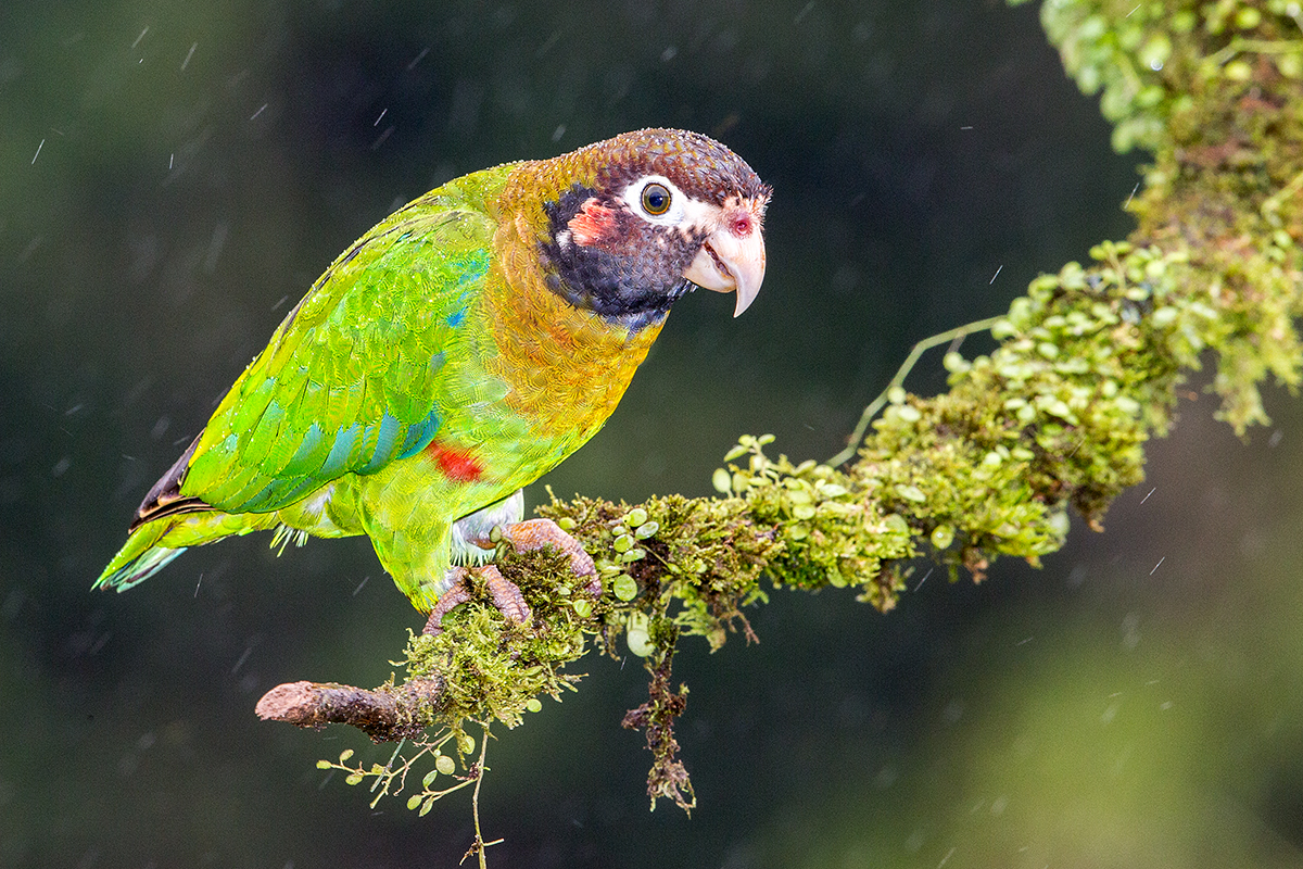 a Brown hooded parrot