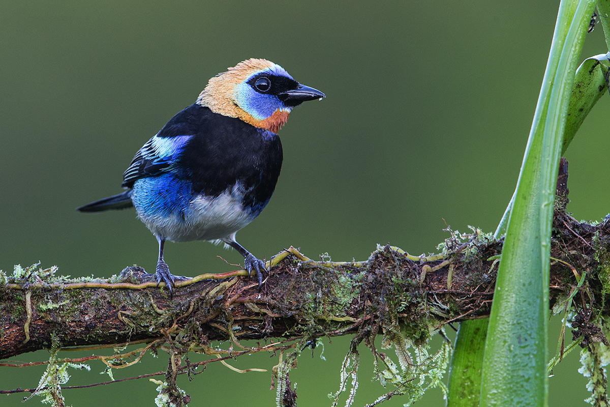 a Golden hooded tanager a