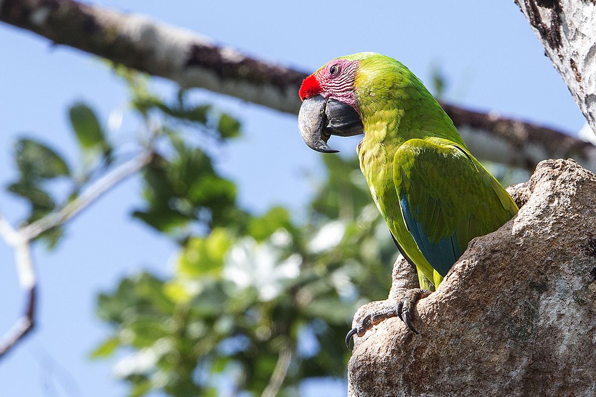 a Great green macaw d
