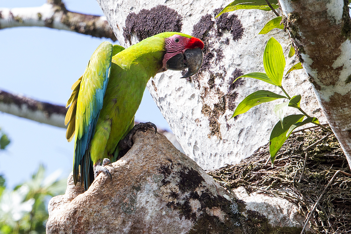 a Great green macaw e