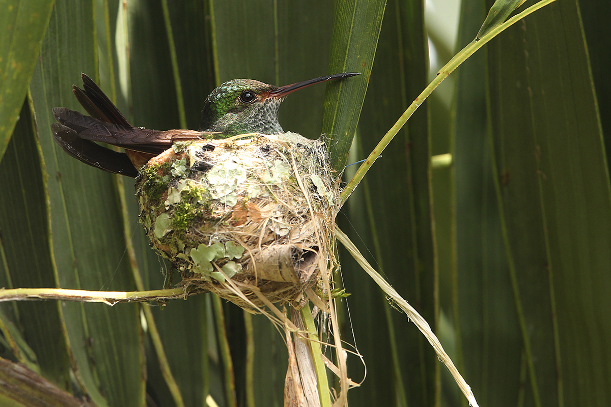 b91 Hummingbird nest