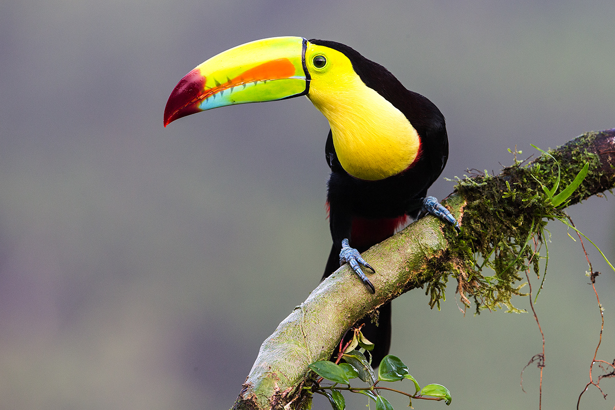 c Keel billed toucane