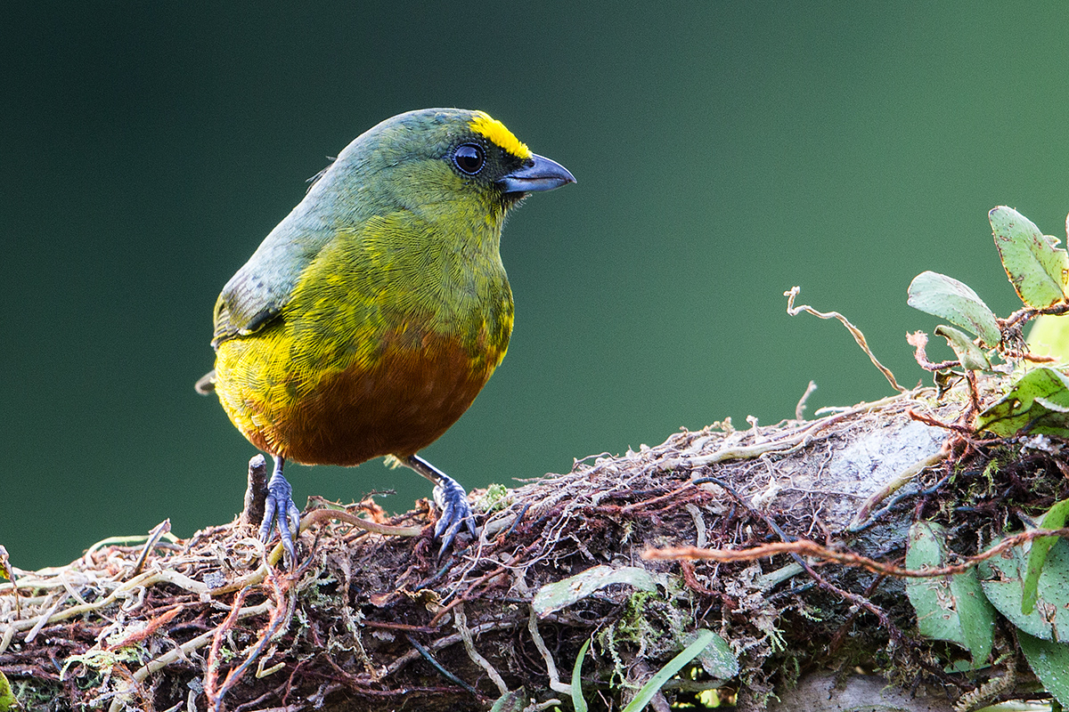 a Olive backed euphonia male