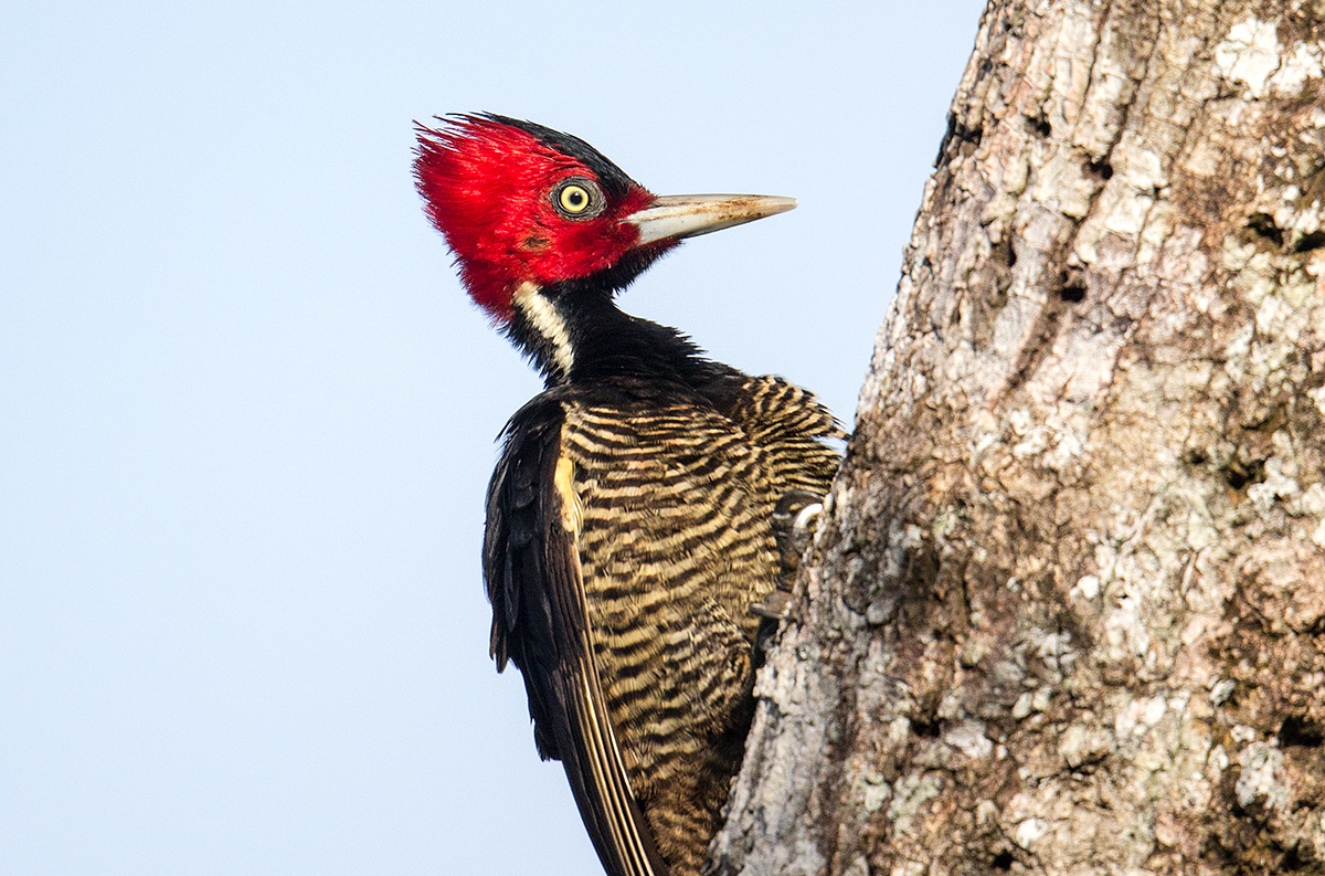 a Pale billed woodpecker g