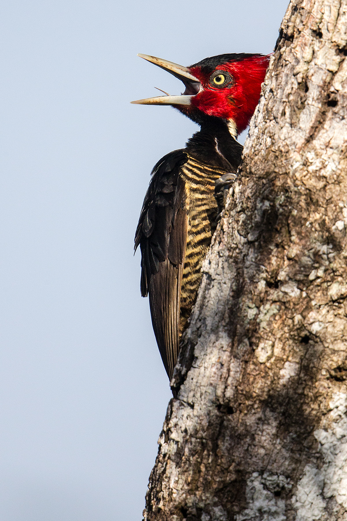 a Pale billed woodpecker