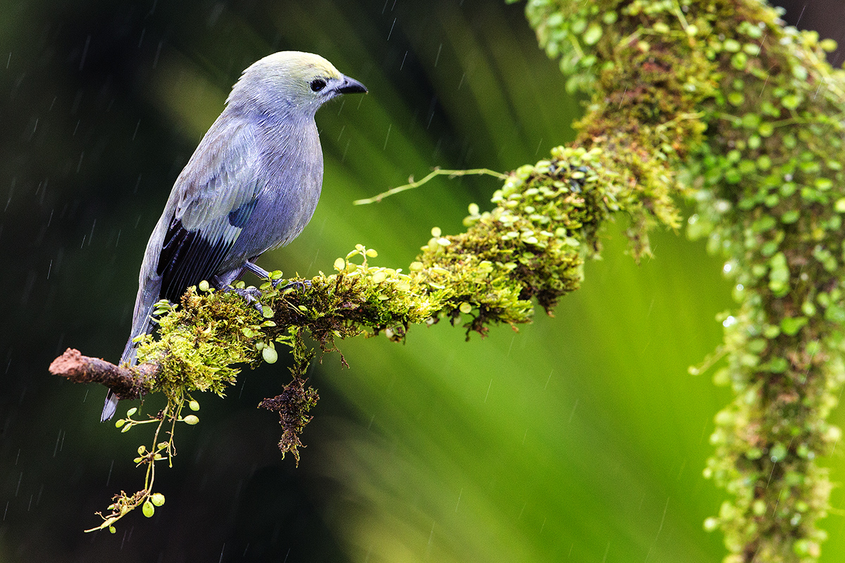 a Palm tanager a