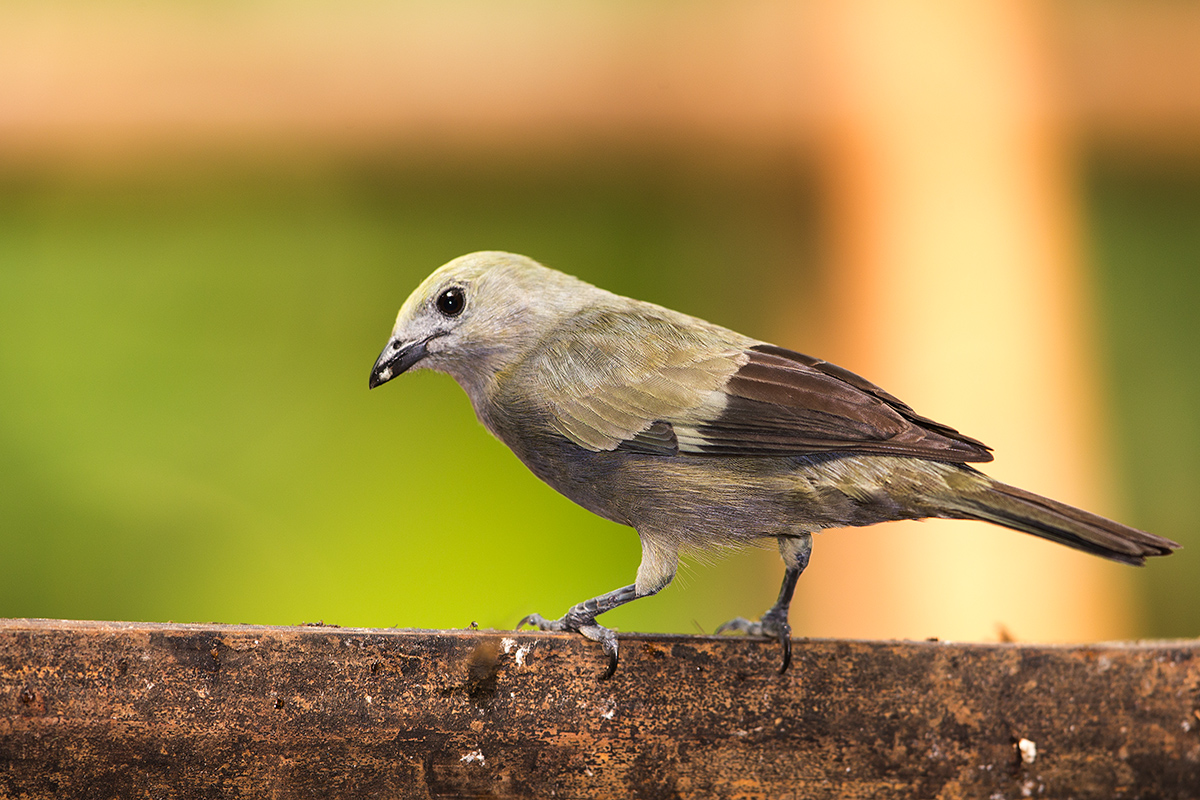 a Palm tanager