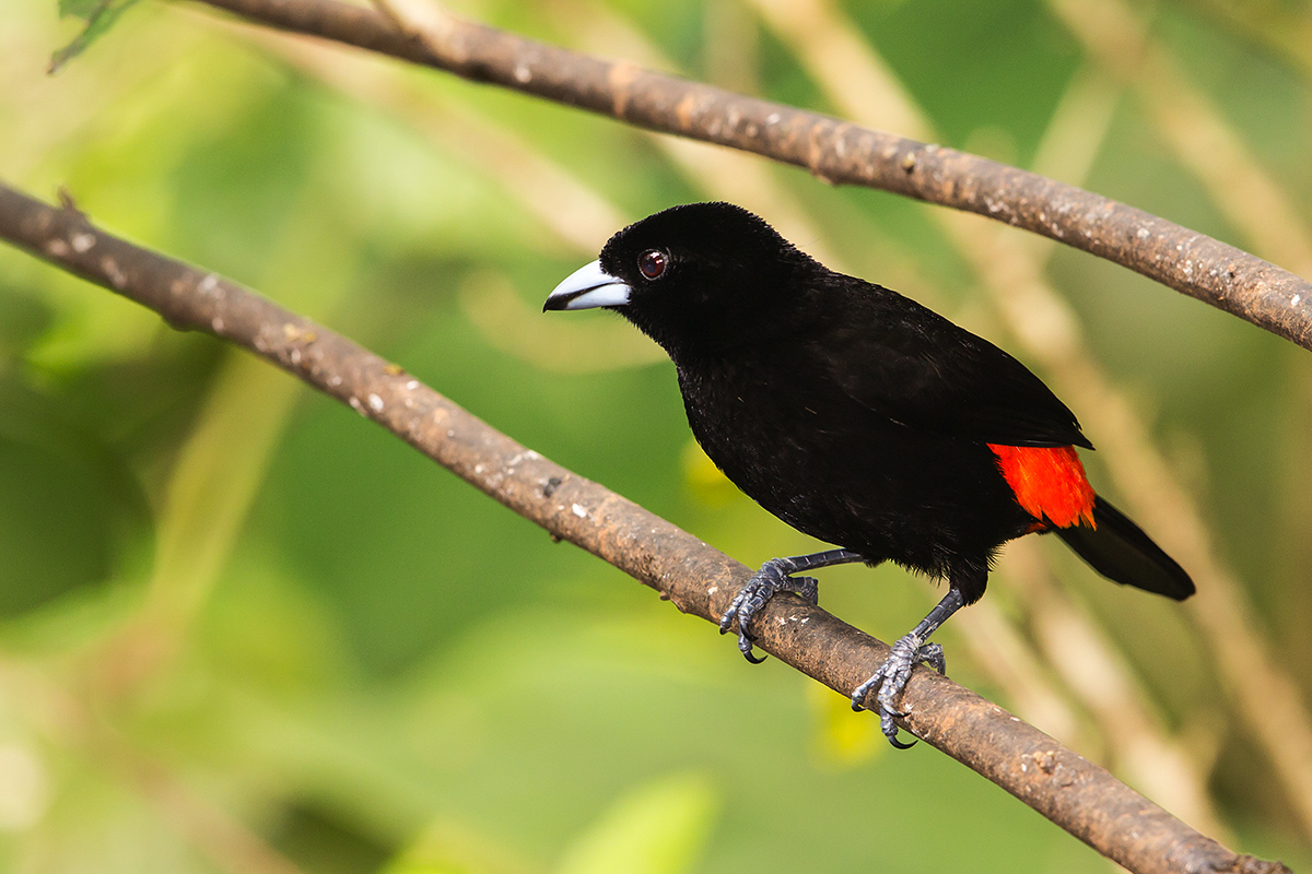 a Passerinis tanager male