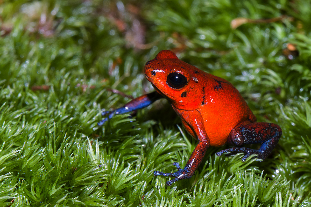 h Poison dart frog red a