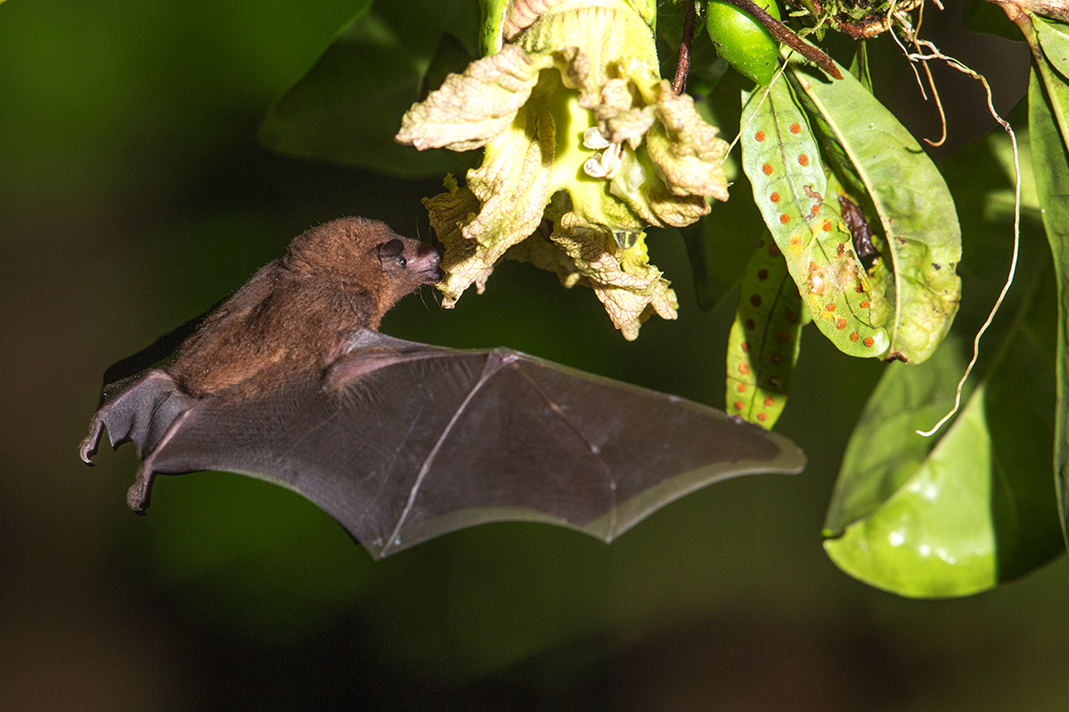 g Pygmy fruit eating bat