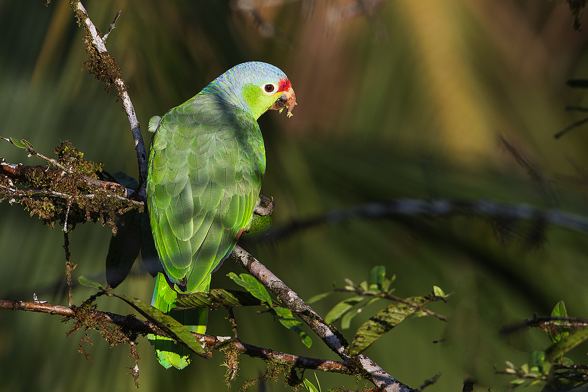 a Red lored parrot