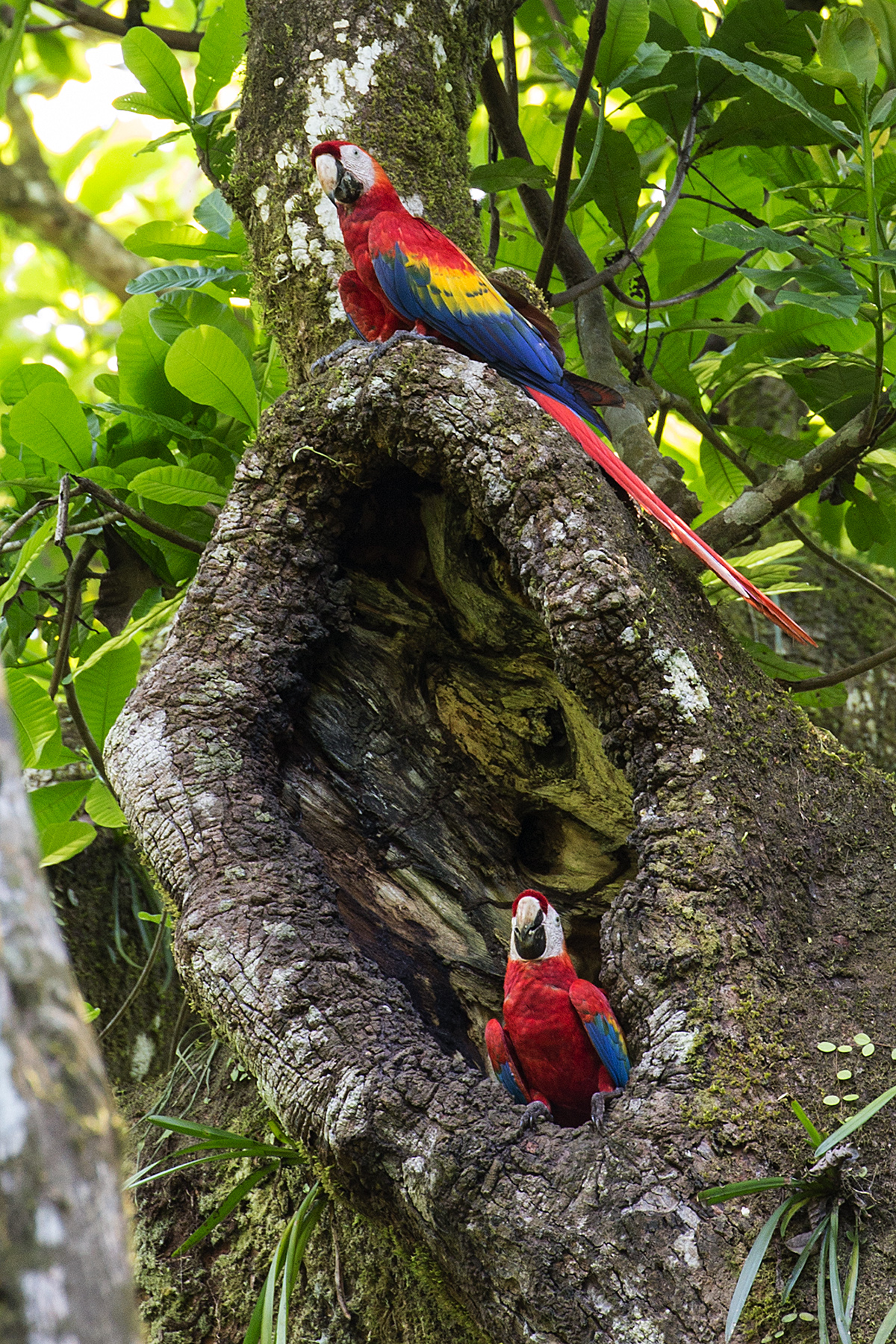 a Scarlet macaw a