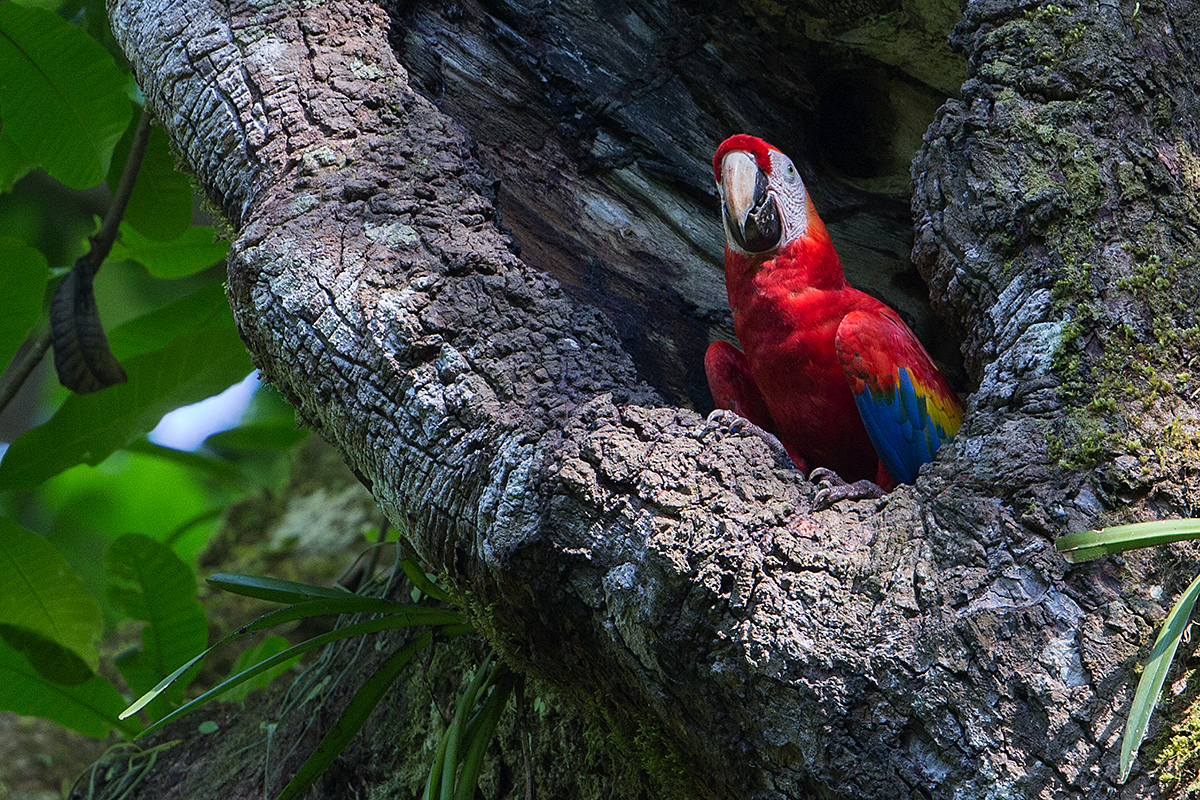 a Scarlet macaw c