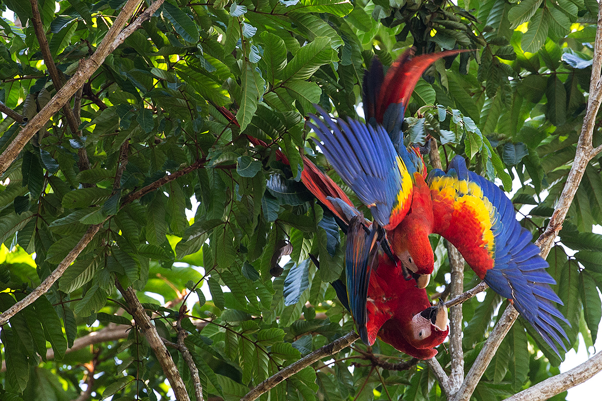 a Scarlet macaw h