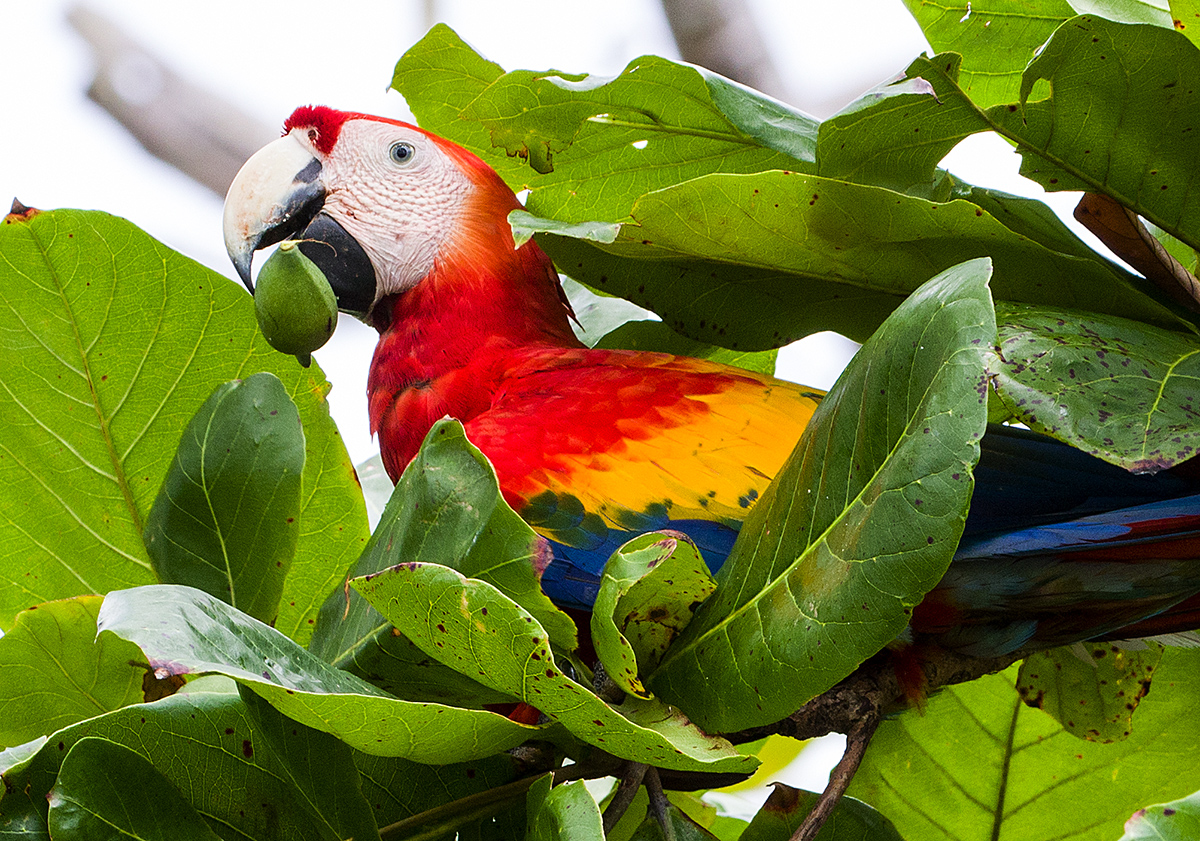a Scarlet macaw i