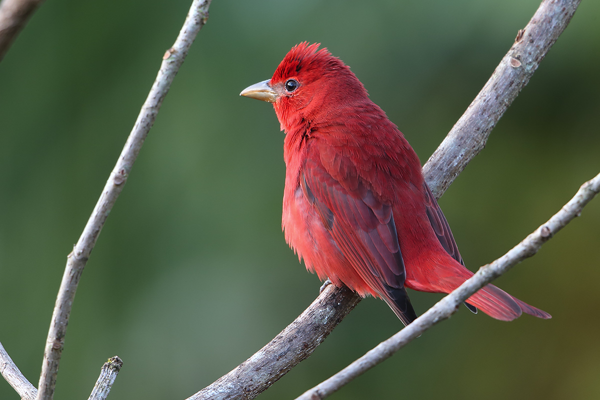 a Summer Tanager male b