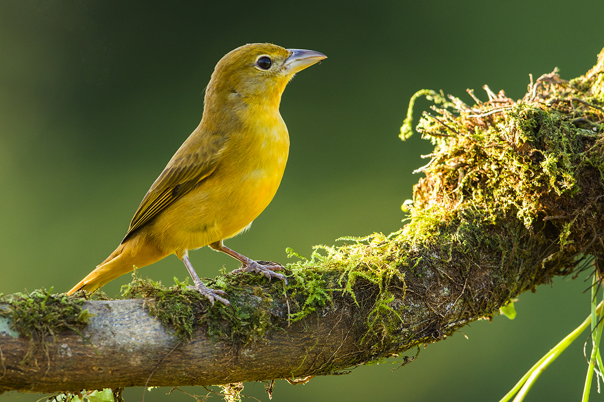 a Summer tanager female