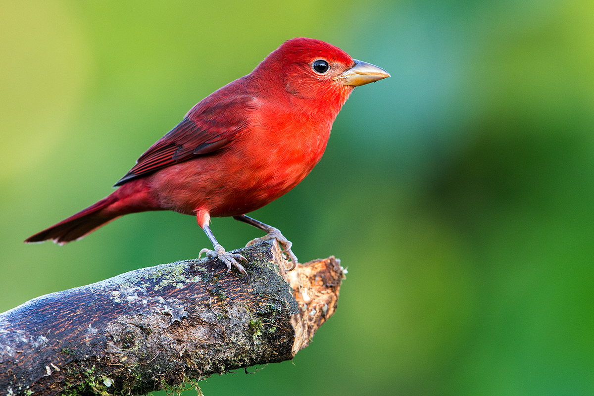 a Summer tanager male a