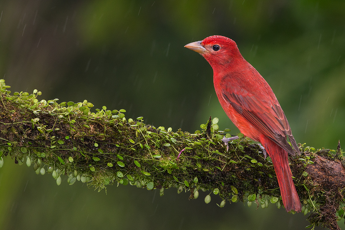 a Summer tanager male