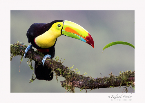 c Keel billed toucan