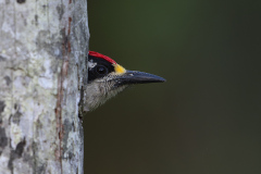 a Black cheeked Woodpecker h