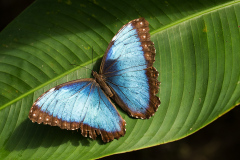 b Butterfly_Blue Morpho butterfly