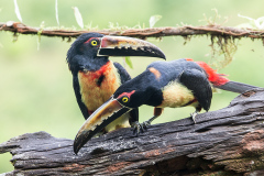 Wildlife in Costa Rica 2016