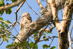a Great Potoo