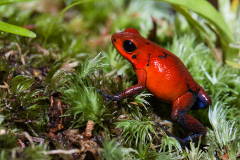 h Poison dart frog red