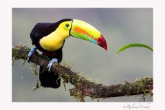 c Keel billed toucan