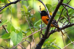 a Baltimore Oriole male