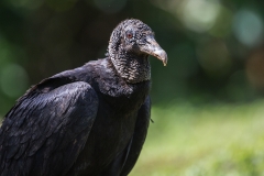 a Black volture