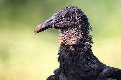 a Black volture a